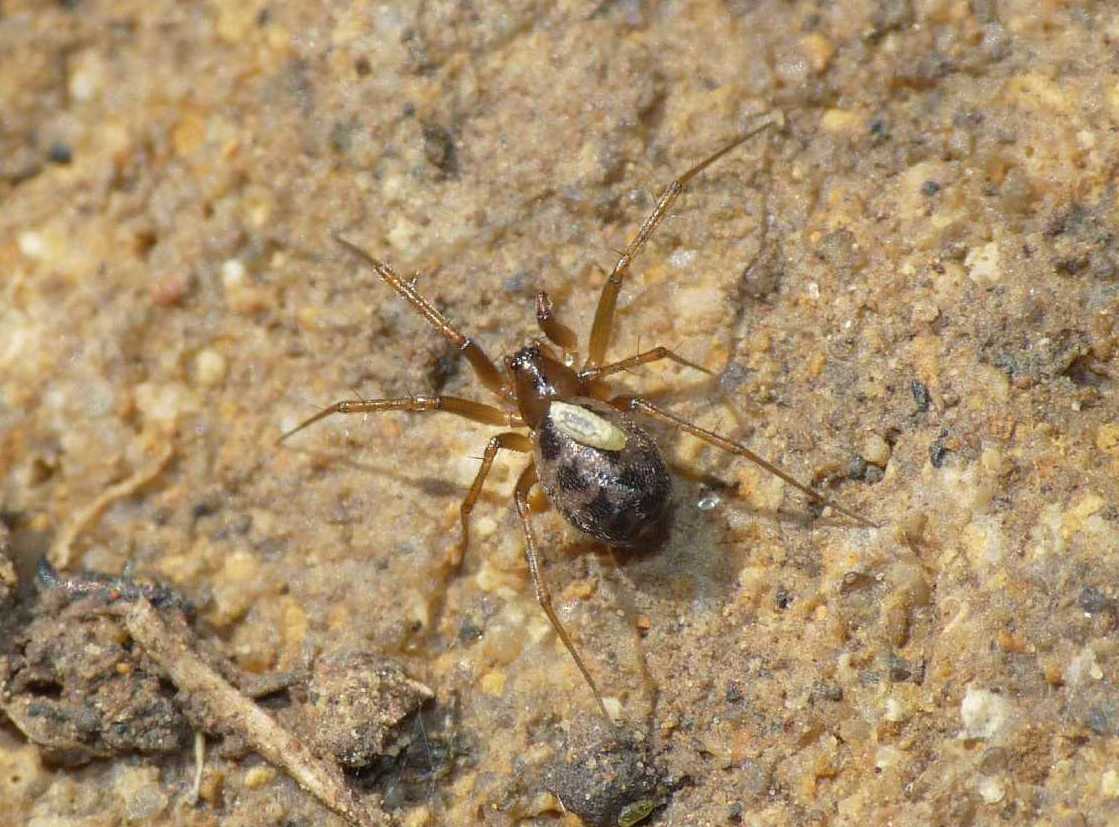 Argiope bruennichi